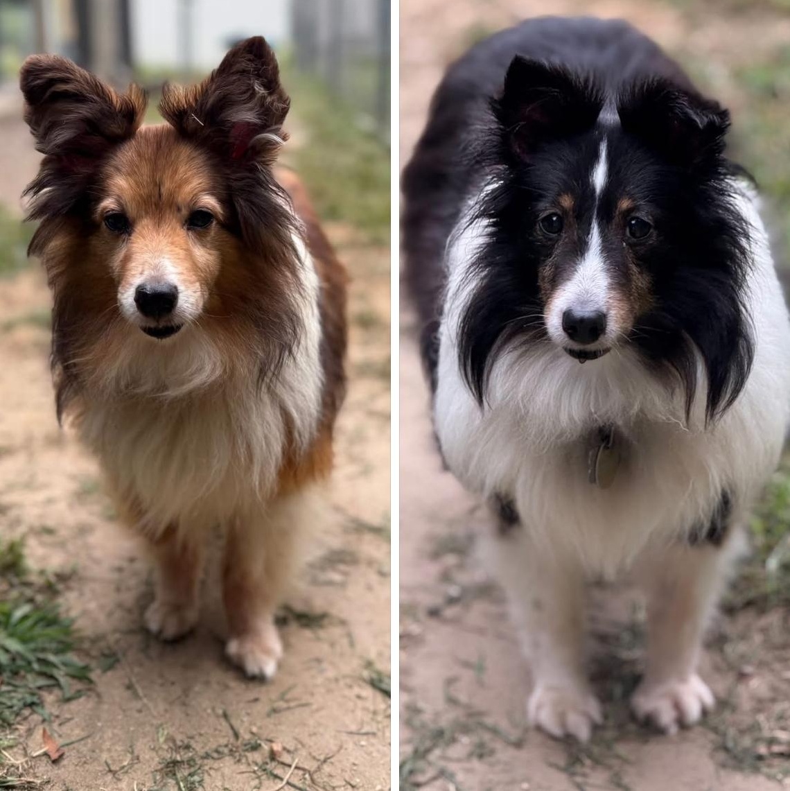 Jack (Tan) & Jill (Black & White), a Adoptable Shetland Sheepdog / Sheltie in Old Lyme, CT image 1/3