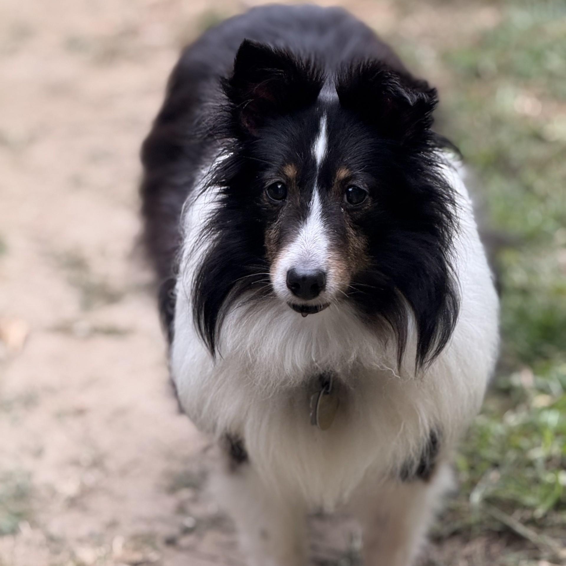 Jack (Tan) & Jill (Black & White), a Adoptable Shetland Sheepdog / Sheltie in Old Lyme, CT image 3/3