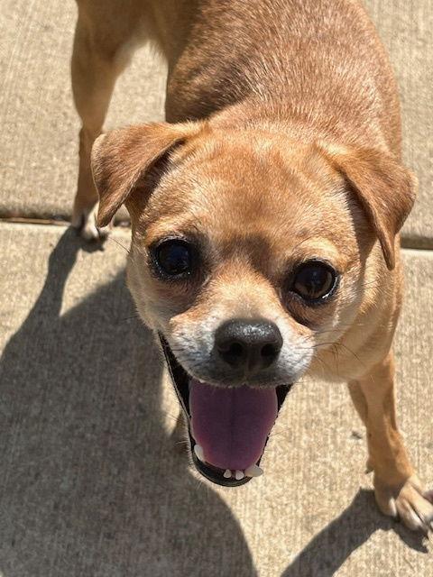 Picadilly, a Adoptable mixed breed in St. Louis, MO image 1/3