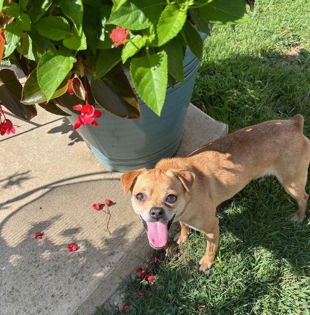 Picadilly, a Adoptable mixed breed in St. Louis, MO image 2/3