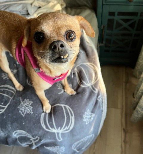 Picadilly, a Adoptable mixed breed in St. Louis, MO image 3/3