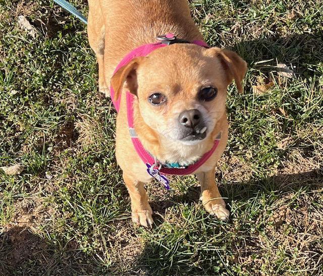 Enlarge Picadilly, a Adoptable mixed breed in St. Louis, MO image 2/3