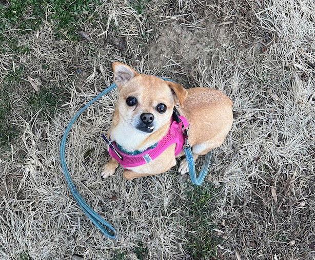 Enlarge Picadilly, a Adoptable mixed breed in St. Louis, MO image 3/3