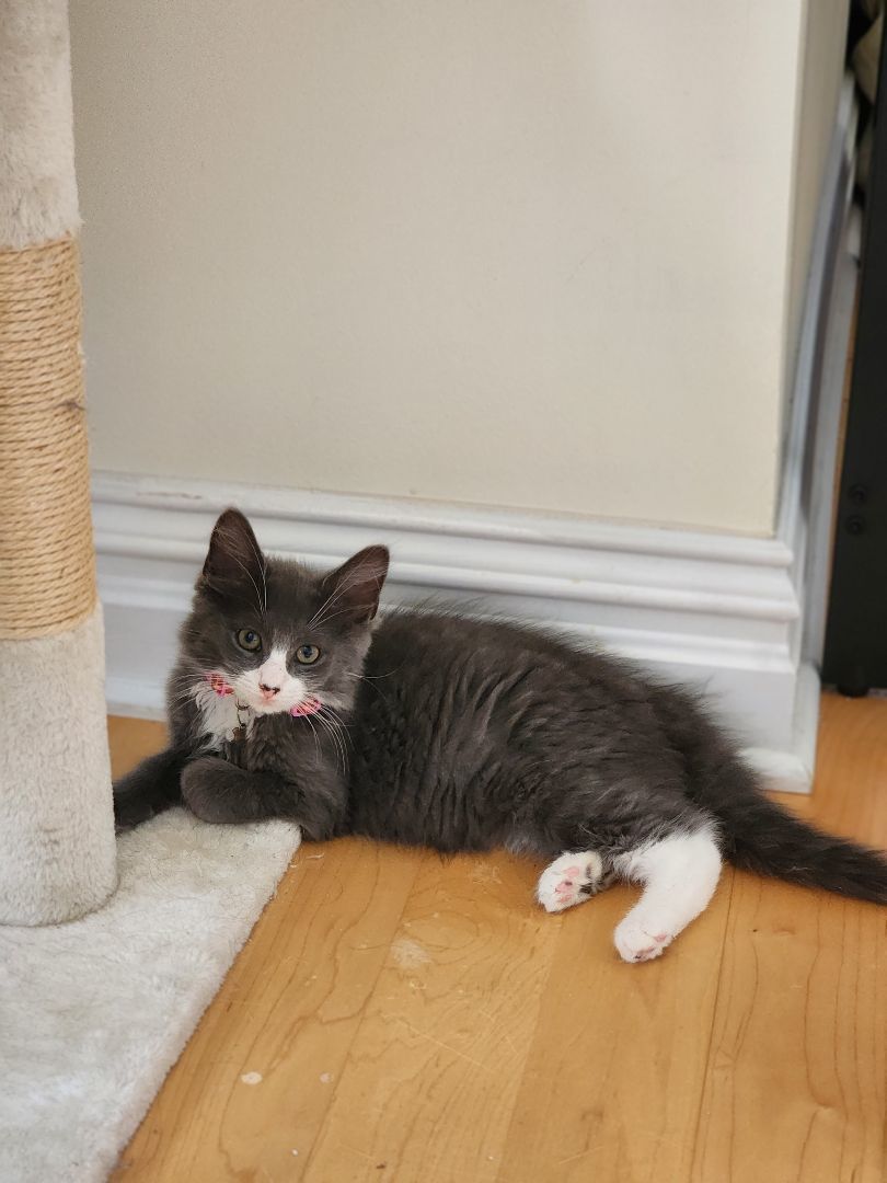 Enlarge Bobby (aka Mr Poof), a Adopted Domestic Medium Hair in Weehawken, NJ image 1/13