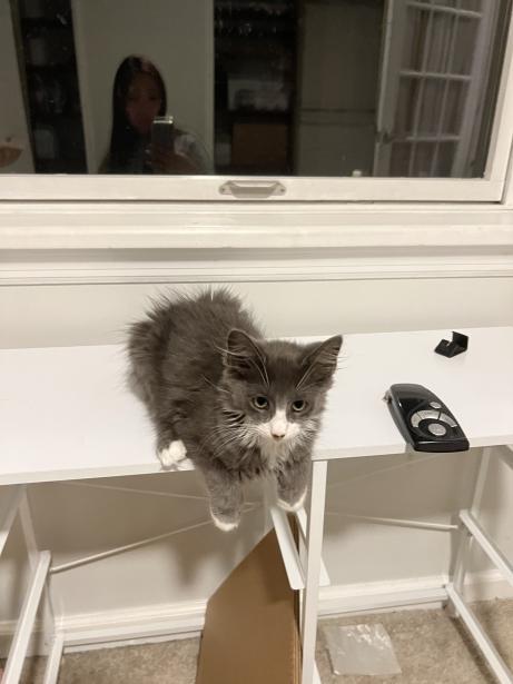 Enlarge Bobby (aka Mr Poof), a Adopted Domestic Medium Hair in Weehawken, NJ image 2/13