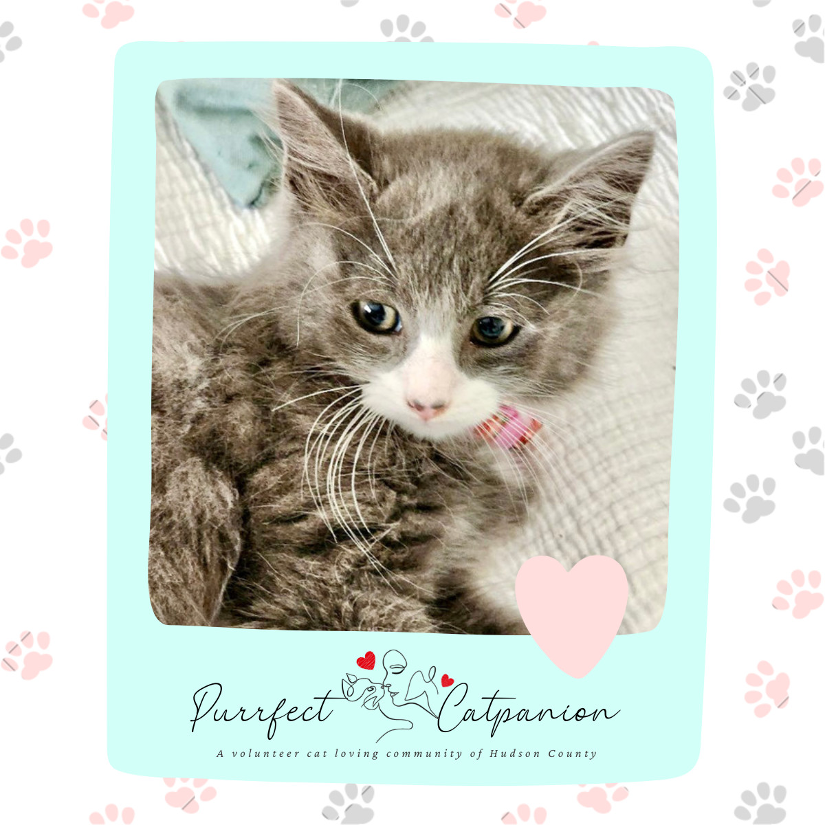 Enlarge Bobby (aka Mr Poof), a Adopted Domestic Medium Hair in Weehawken, NJ image 3/13