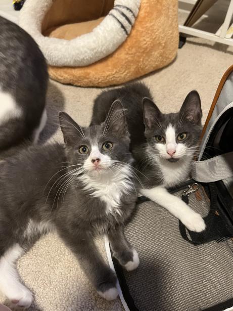 Enlarge Bobby (aka Mr Poof), a Adopted Domestic Medium Hair in Weehawken, NJ image 4/13