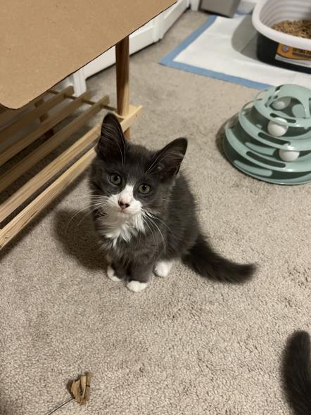 Enlarge Bobby (aka Mr Poof), a Adopted Domestic Medium Hair in Weehawken, NJ image 5/13