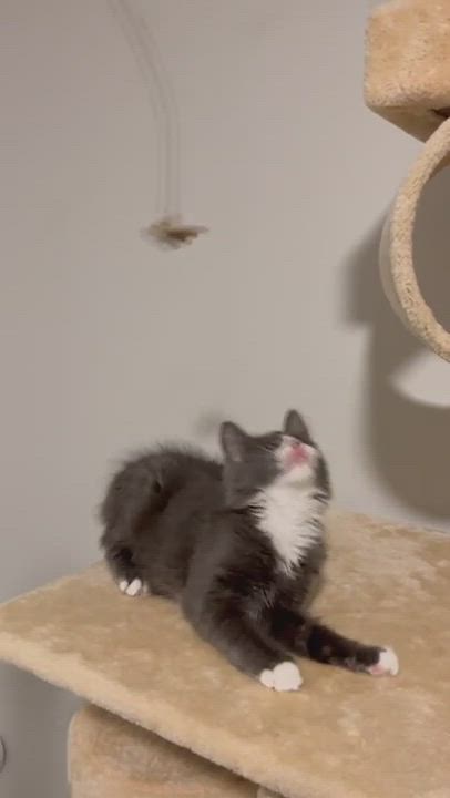 Enlarge Bobby (aka Mr Poof), a Adopted Domestic Medium Hair in Weehawken, NJ video 12/13