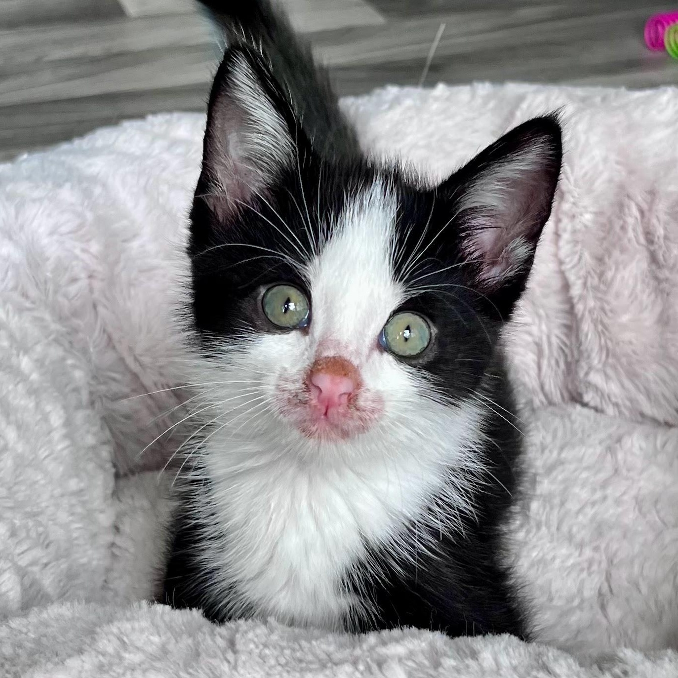 Enlarge Gatsby, a Adoptable Domestic Short Hair in Charlotte, NC image 1/4