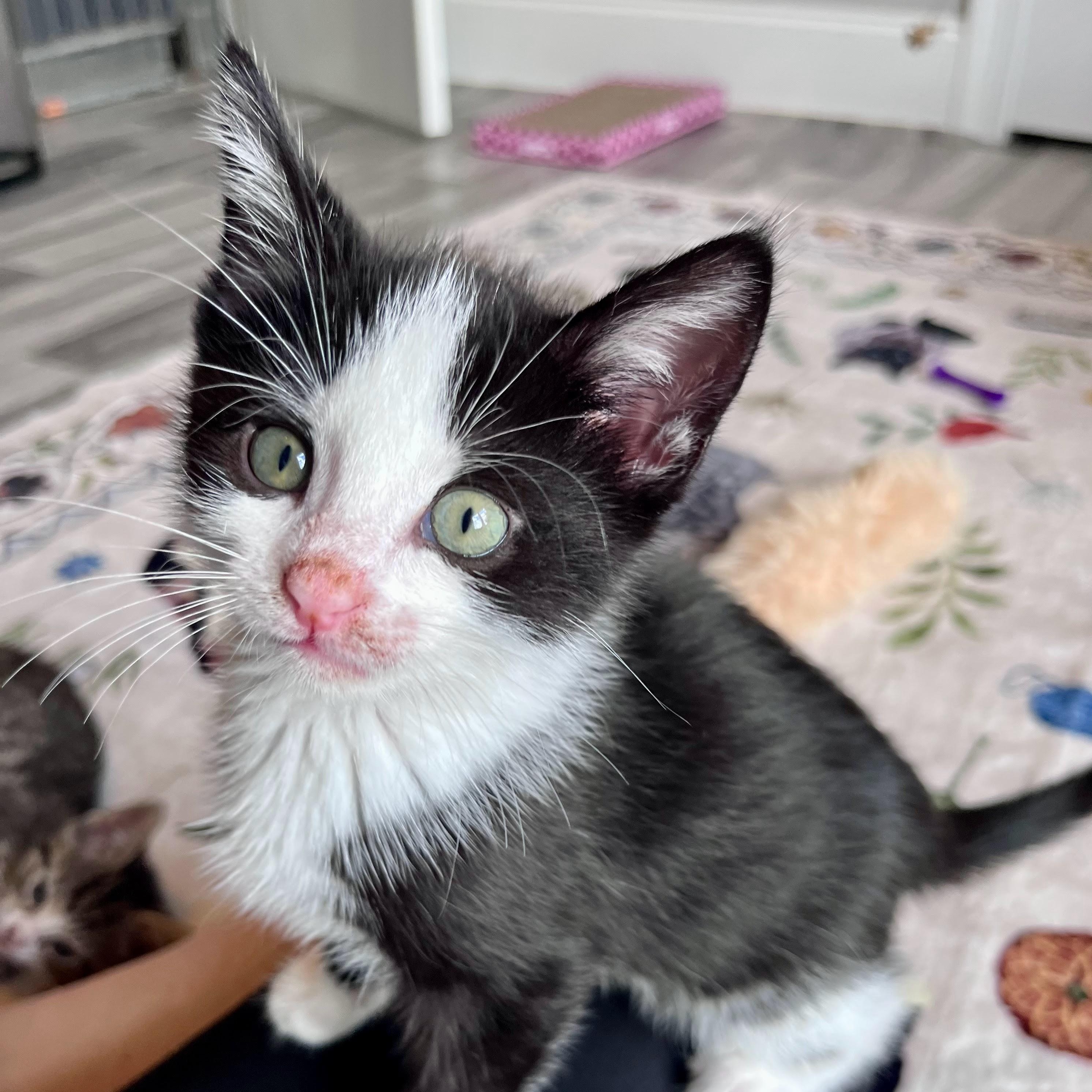 Enlarge Gatsby, a Adoptable Domestic Short Hair in Charlotte, NC image 2/4