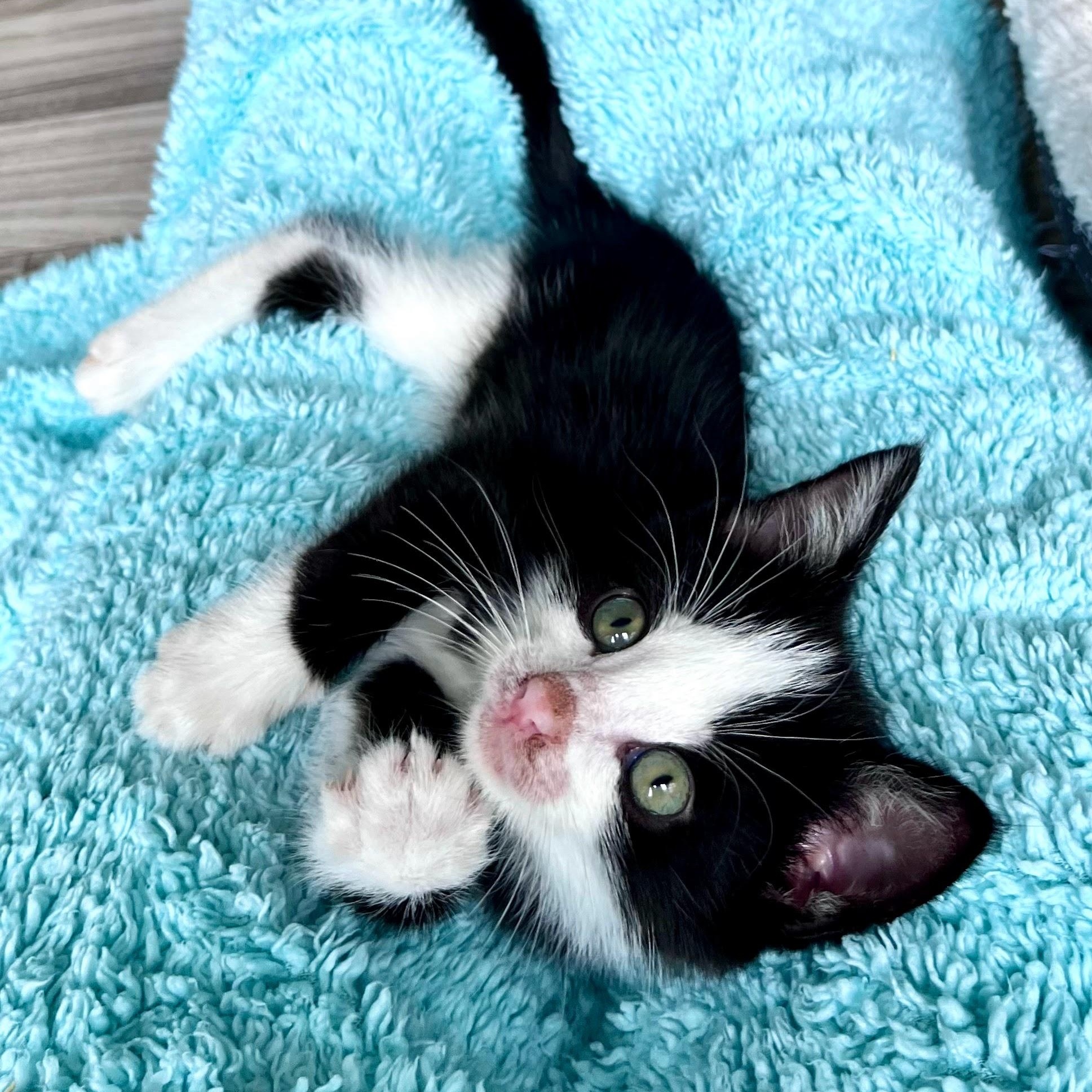 Enlarge Gatsby, a Adoptable Domestic Short Hair in Charlotte, NC image 3/4