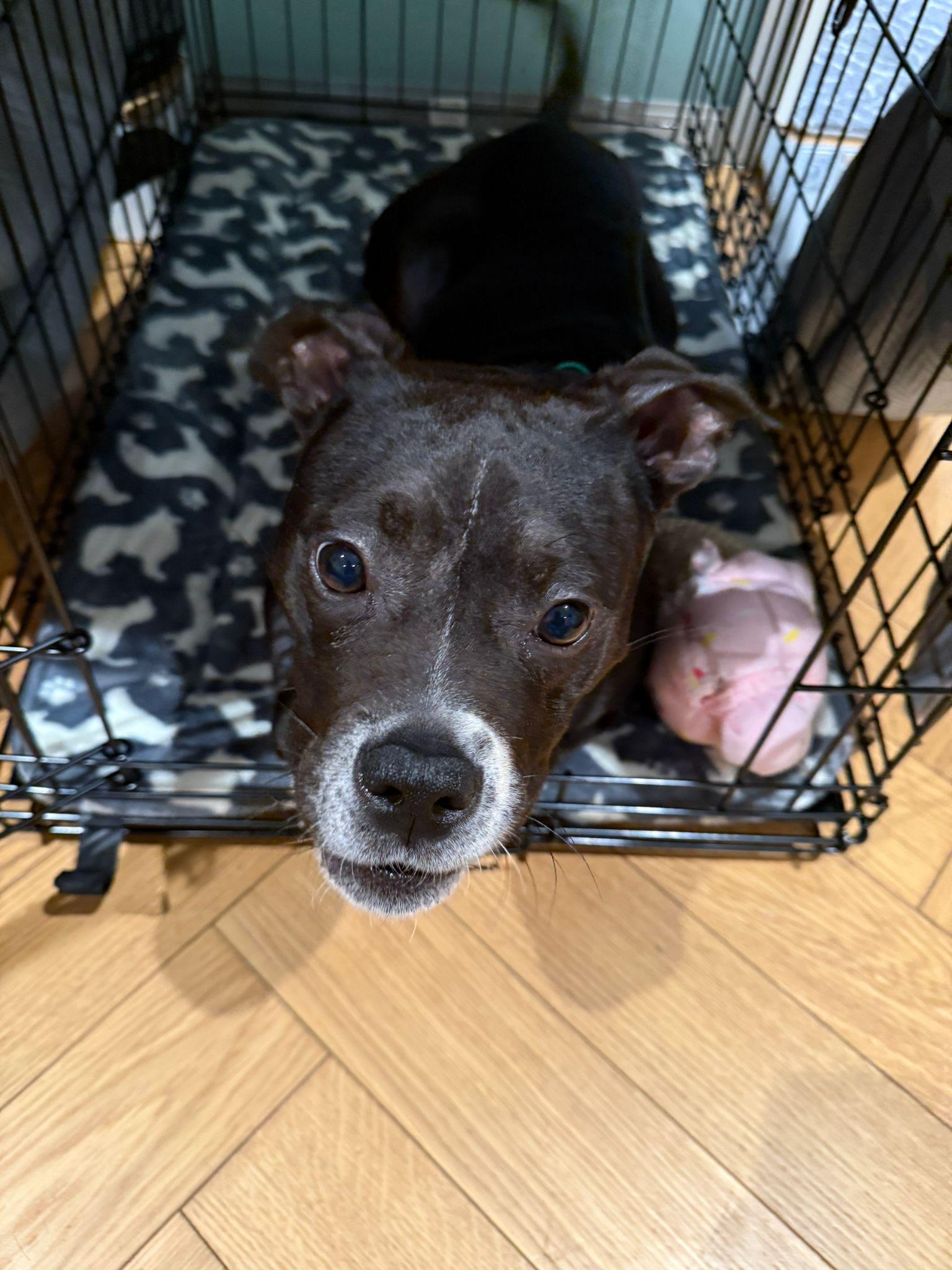 August, a Adoptable mixed breed in Brooklyn, NY image 2/3