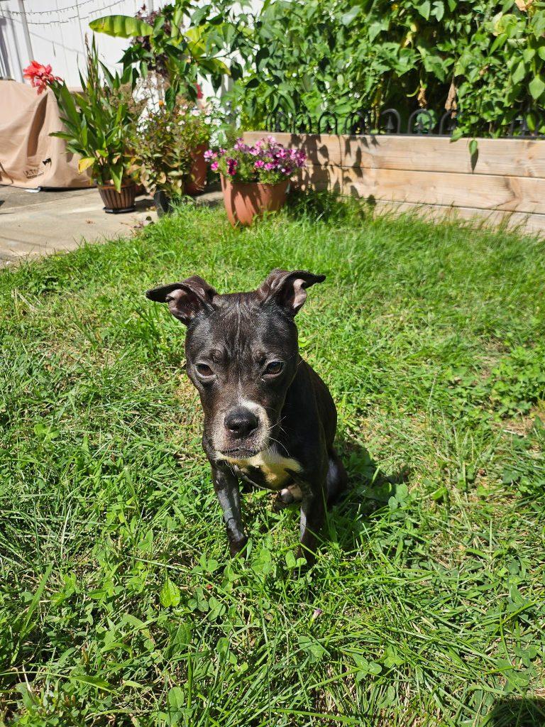 August, a Adoptable mixed breed in Brooklyn, NY image 3/3