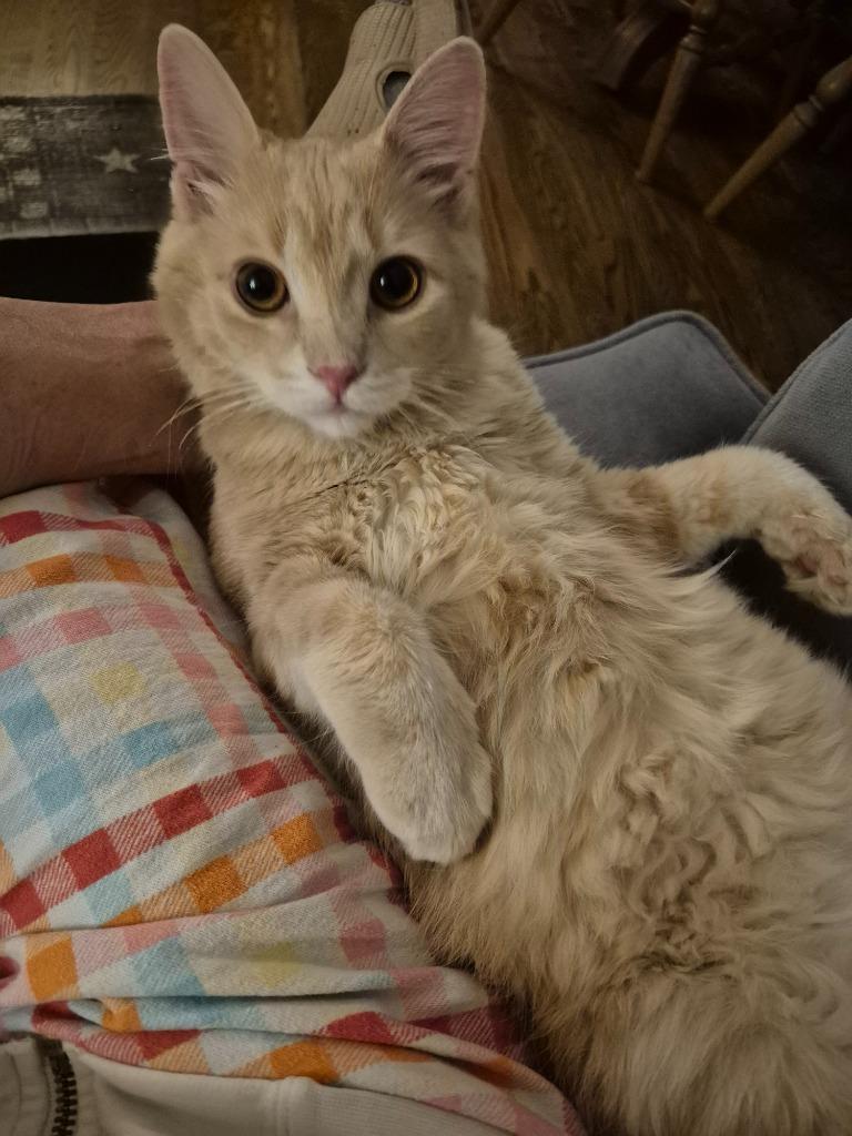 Jerry 2, Adoptable, Kitten Male Domestic Long Hair.