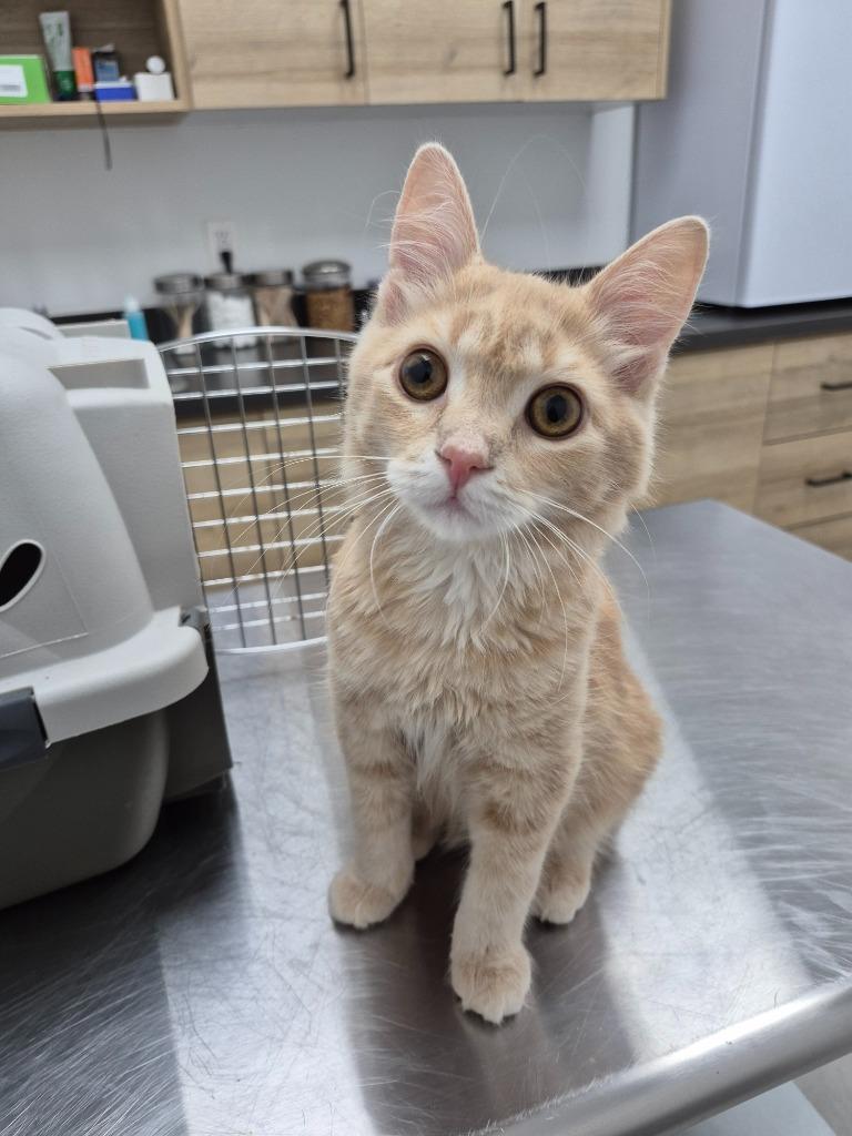 Enlarge Jerry 2, a Adoptable Domestic Long Hair in Arthur, ON image 3/4