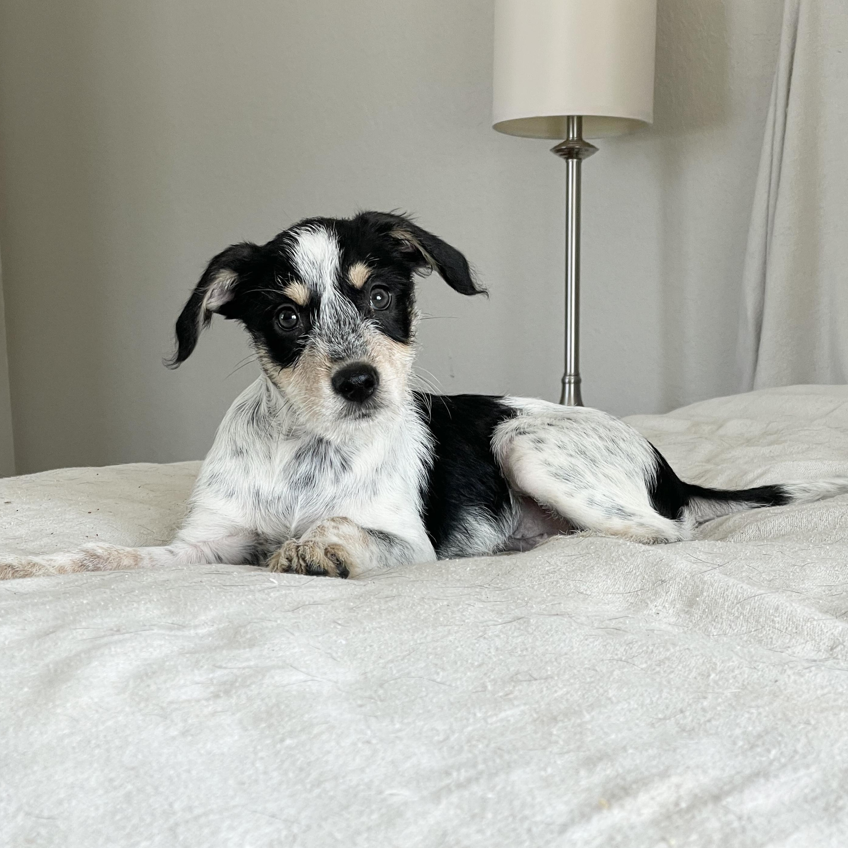 Fabulous Feller, ADOPTABLE, Puppy Male Australian Cattle Dog / Blue Heeler.