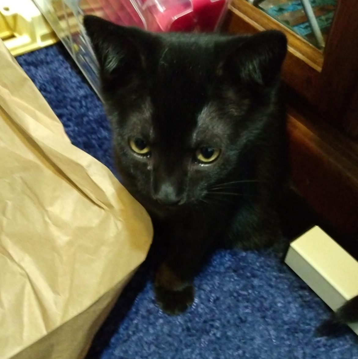 Enlarge Ash, a Adoptable Domestic Short Hair in Beltsville, MD image 4/5