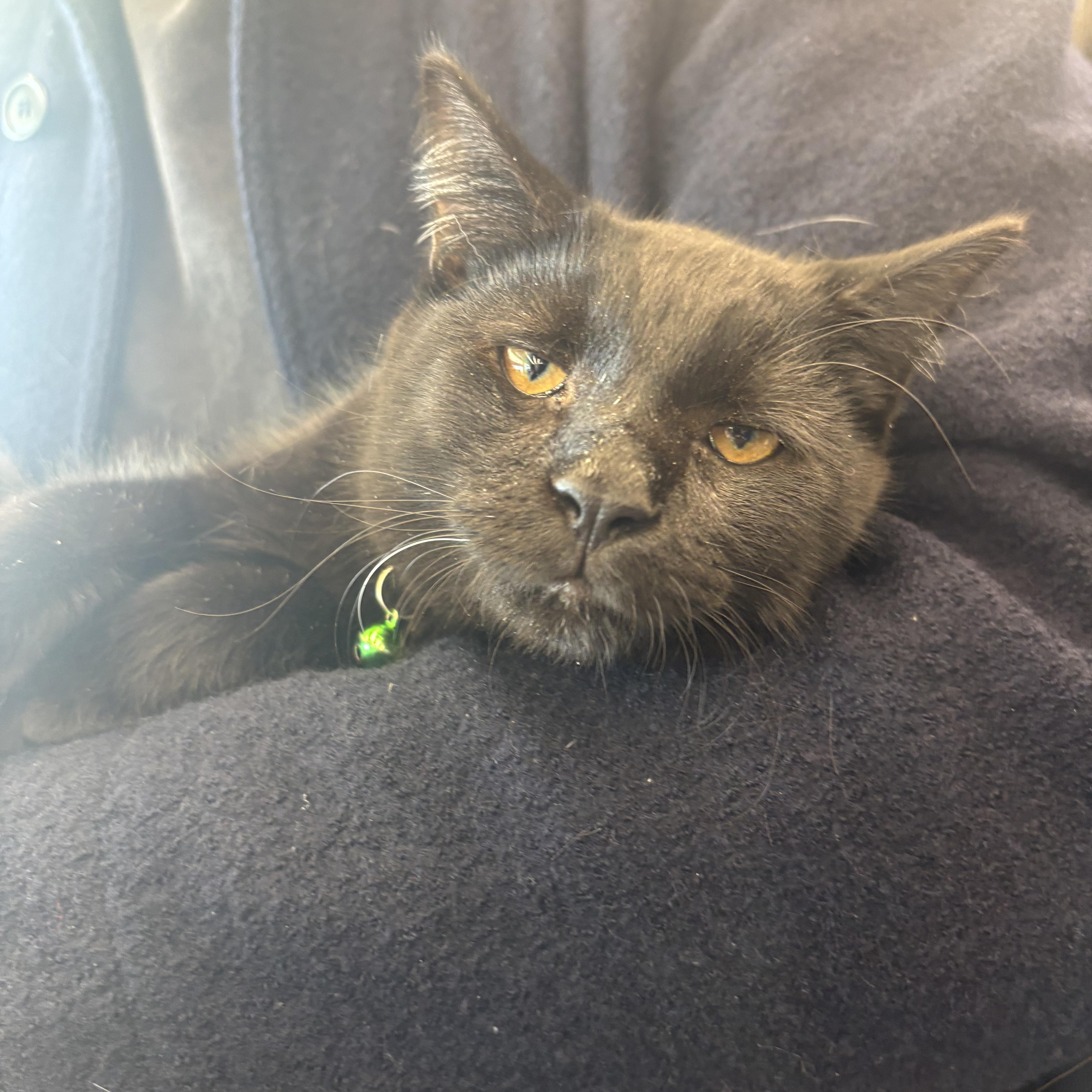 Ash, Adoptable, Kitten Male Domestic Short Hair.