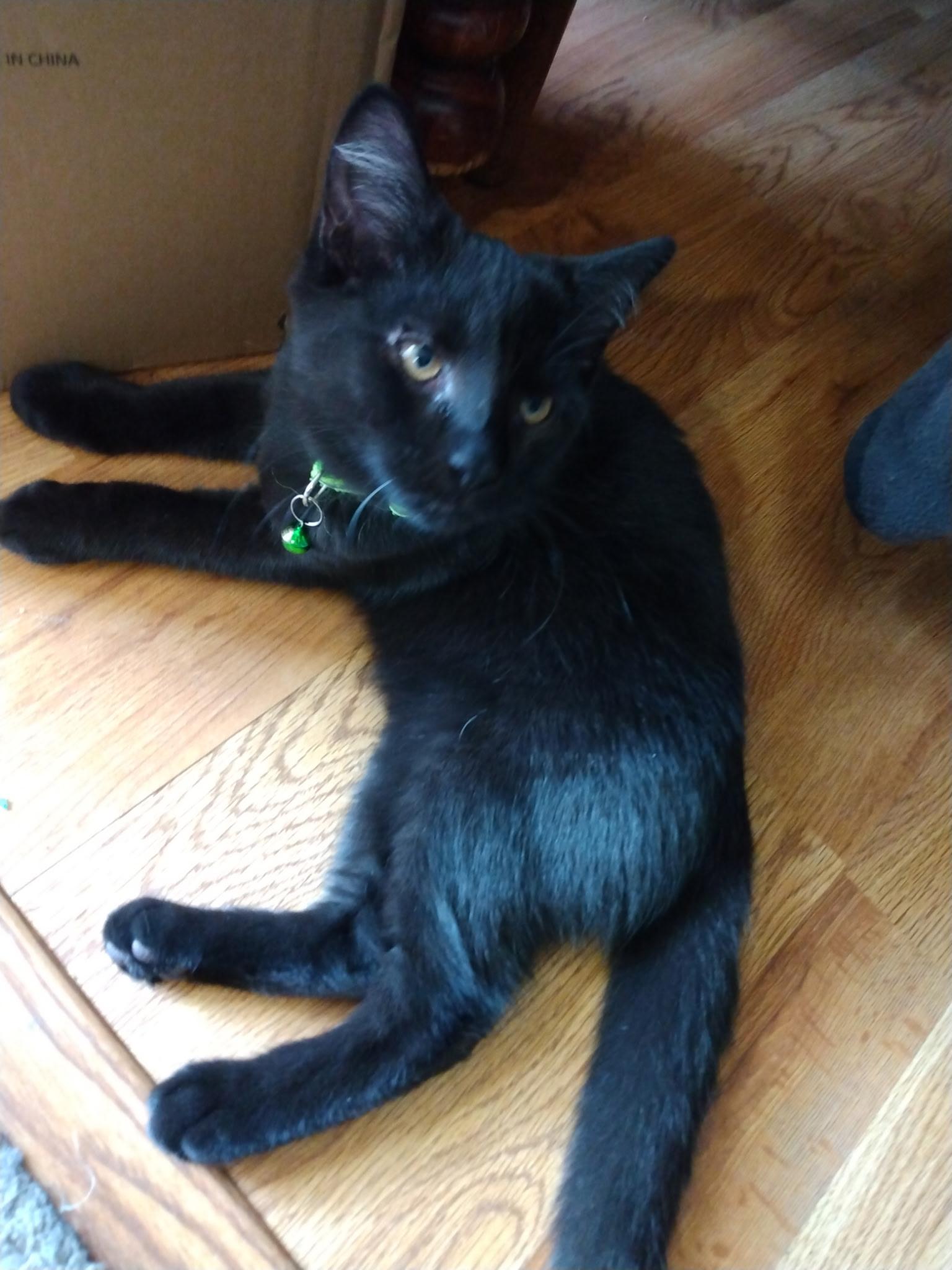 Enlarge Ash, a Adoptable Domestic Short Hair in Beltsville, MD image 2/5