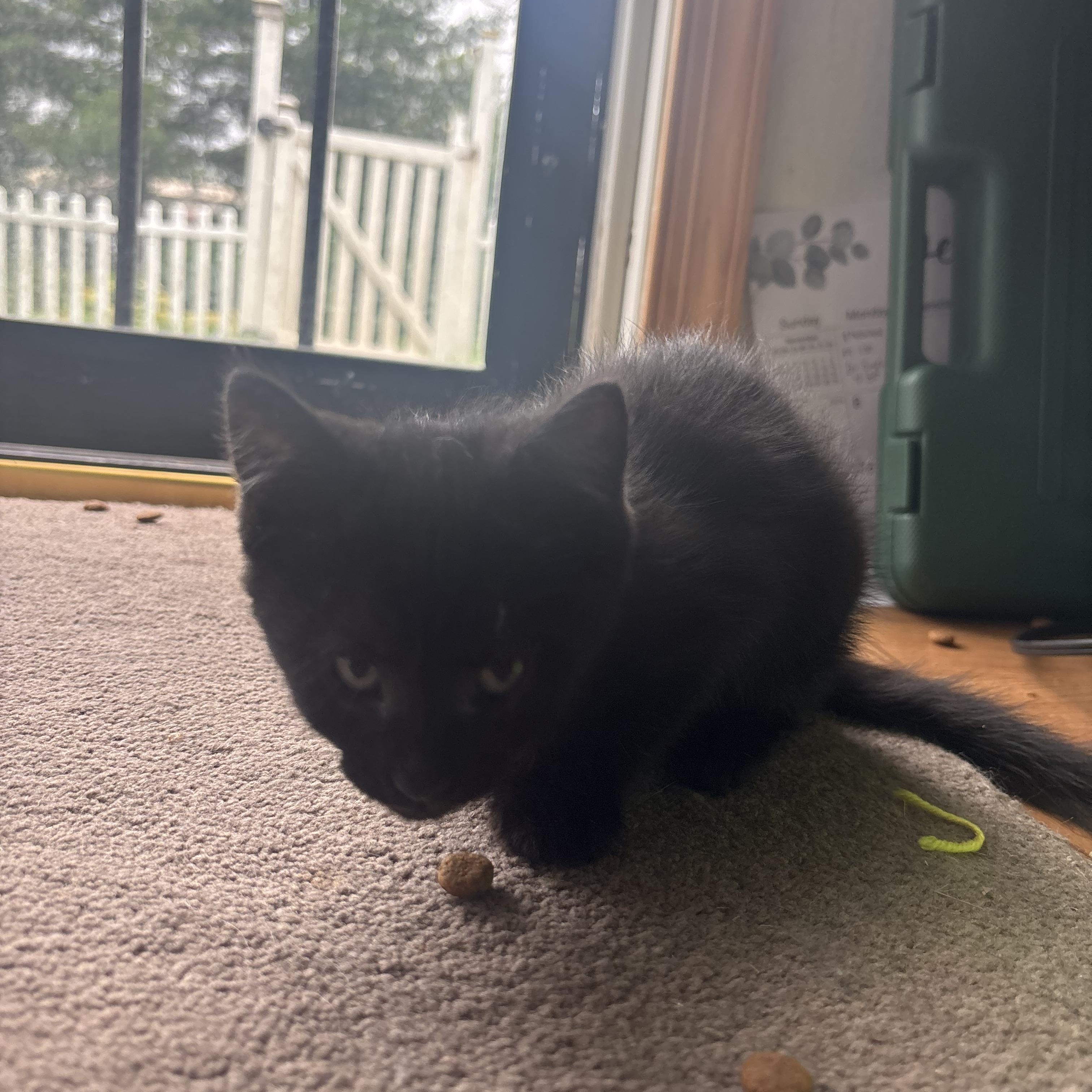 Enlarge Ash, a Adoptable Domestic Short Hair in Beltsville, MD image 5/5
