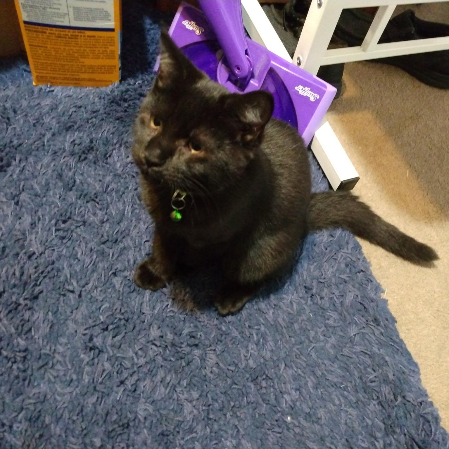 Enlarge Ash, a Adoptable Domestic Short Hair in Beltsville, MD image 3/5