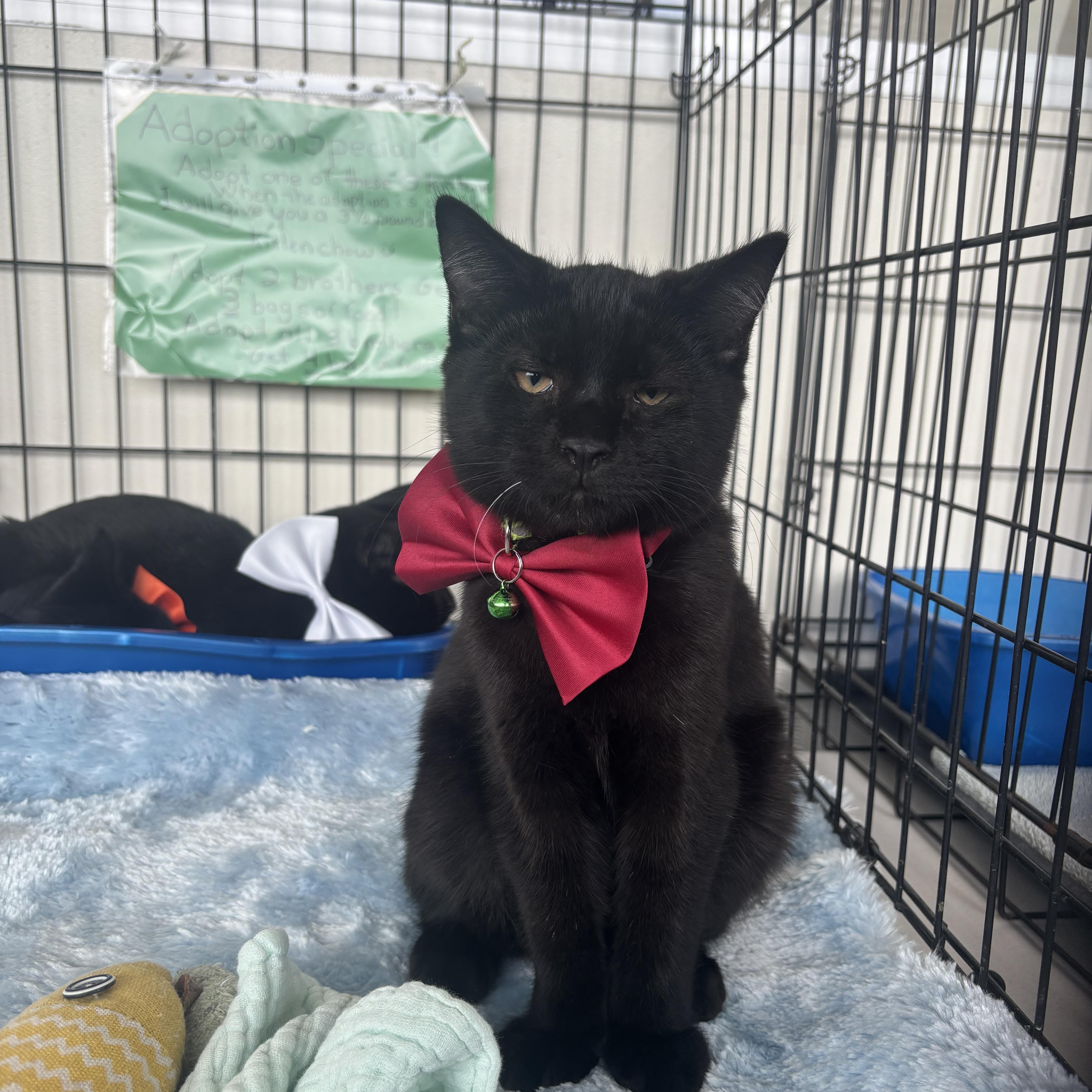 Ash, Adoptable, Kitten Male Domestic Short Hair.