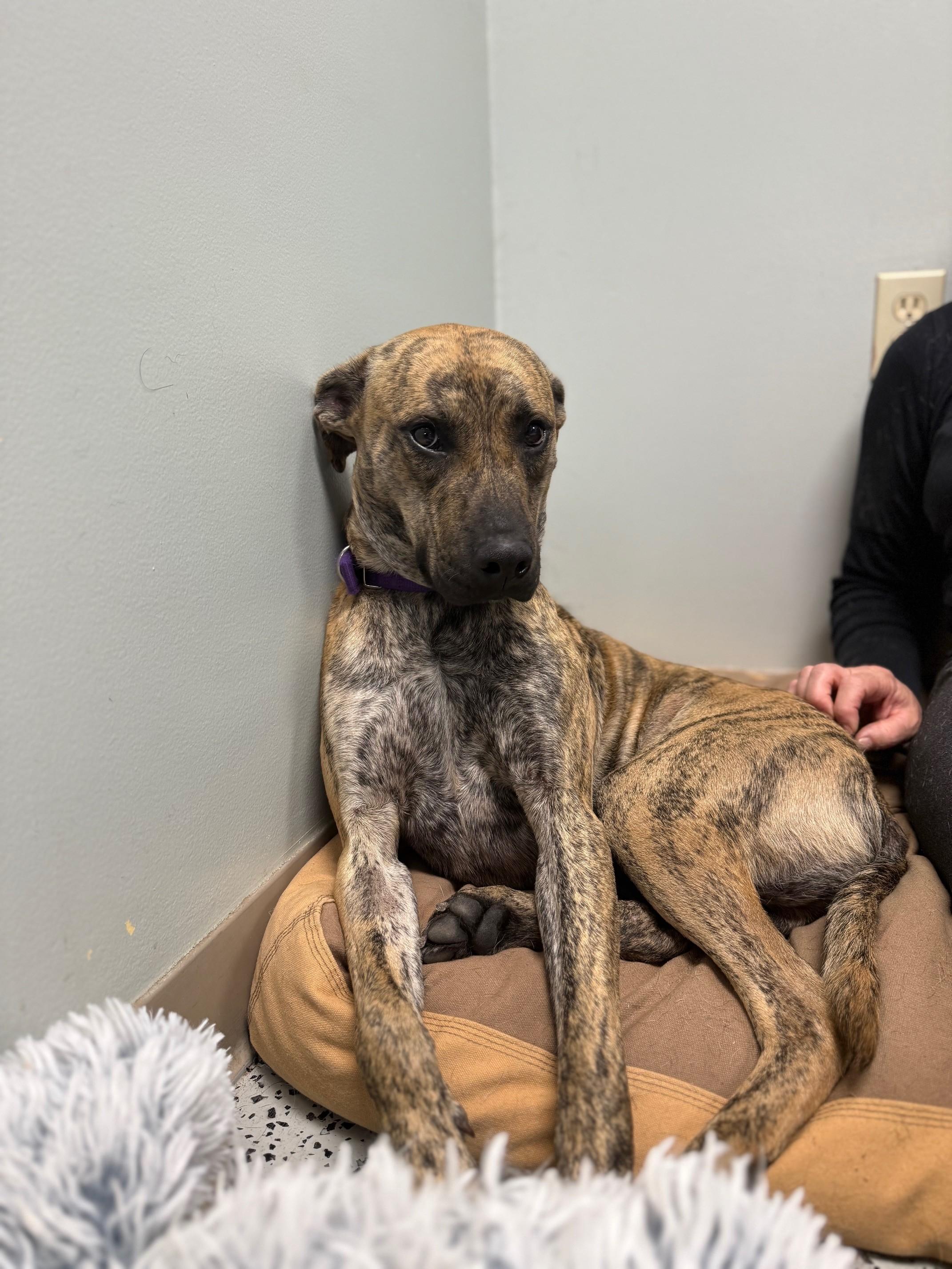 Enzo, Adoptable, Adult Male Hound.