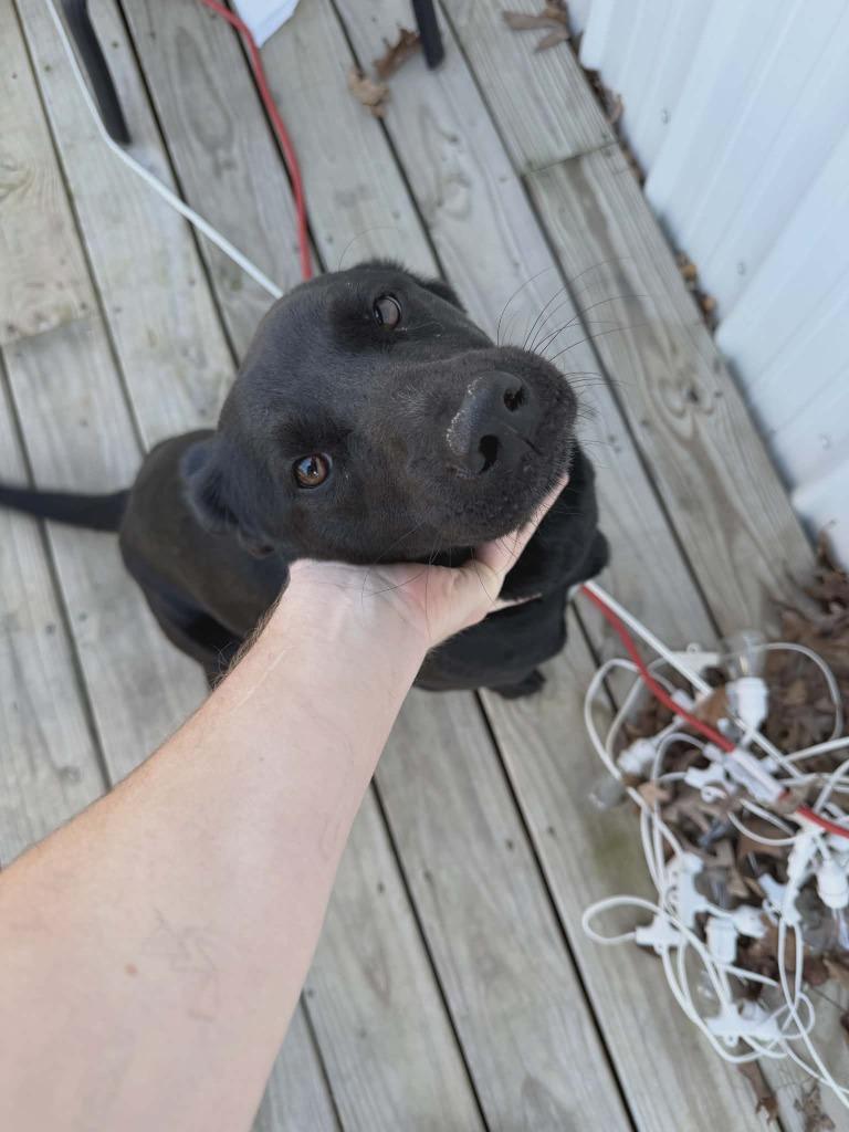 Enlarge Queen, a Adoptable Labrador Retriever in Republic, MO image 2/2