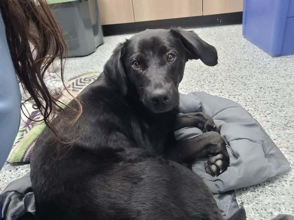 Enlarge Queen, a Adoptable Labrador Retriever in Republic, MO image 1/2