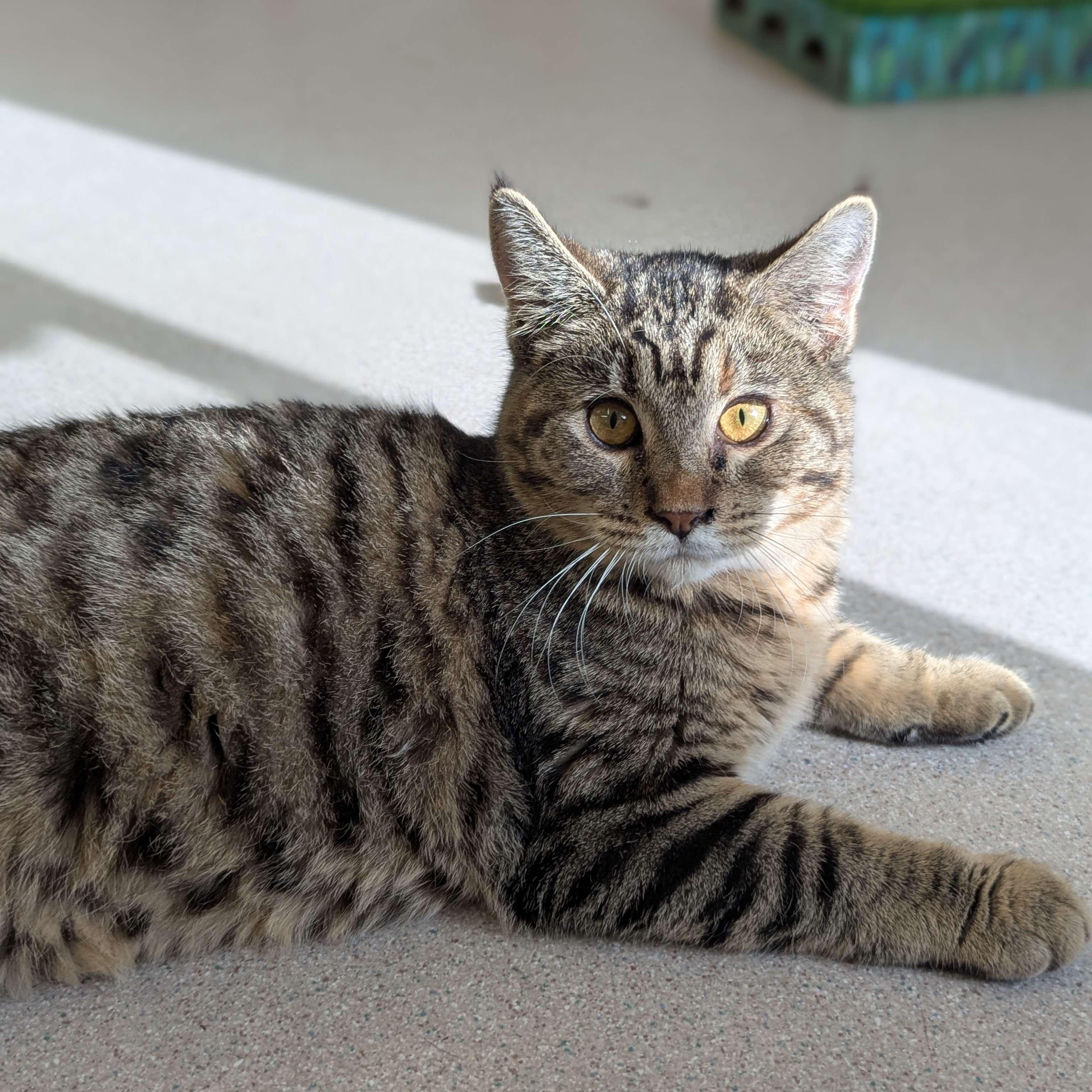 Moze - Private Investigator