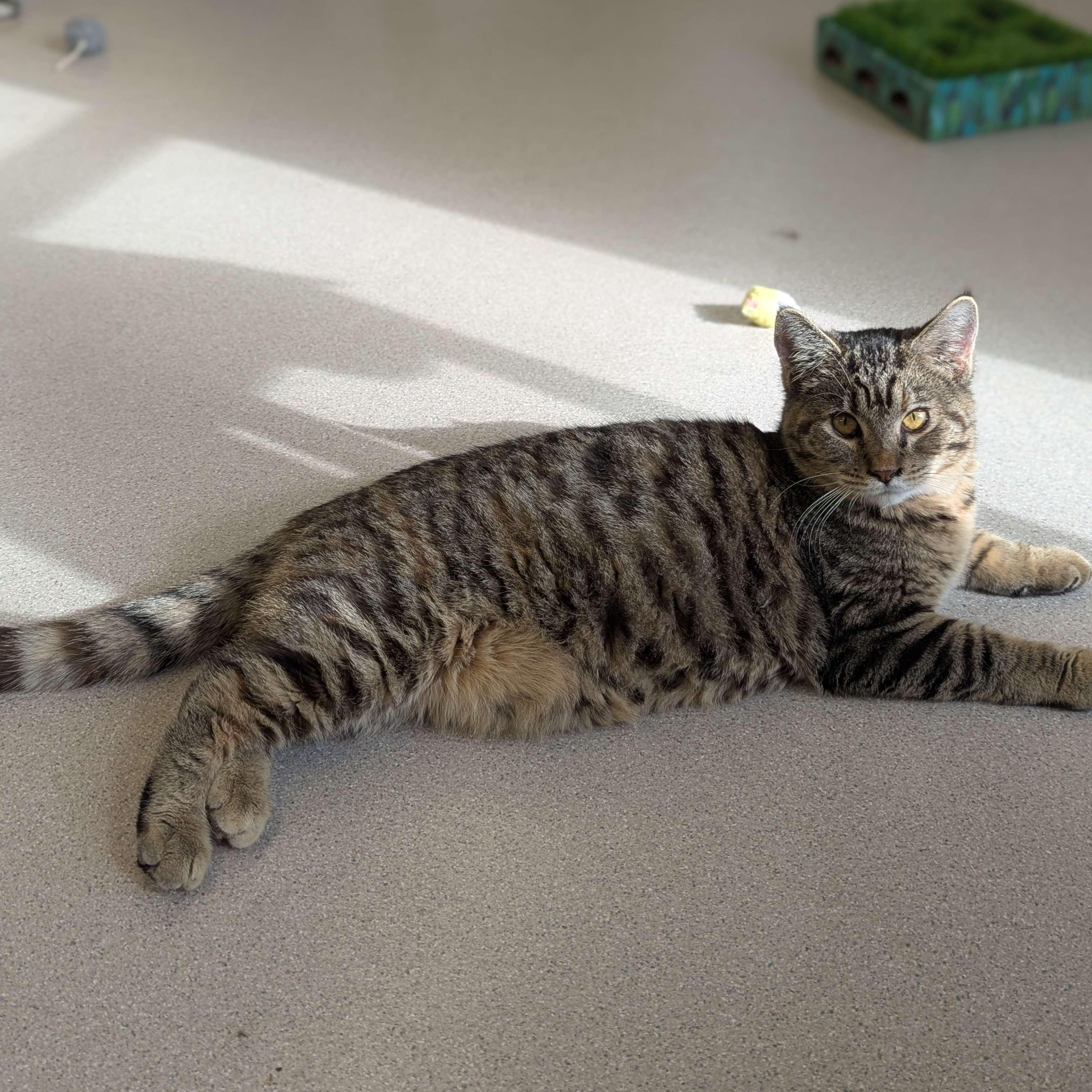 Moze - Private Investigator