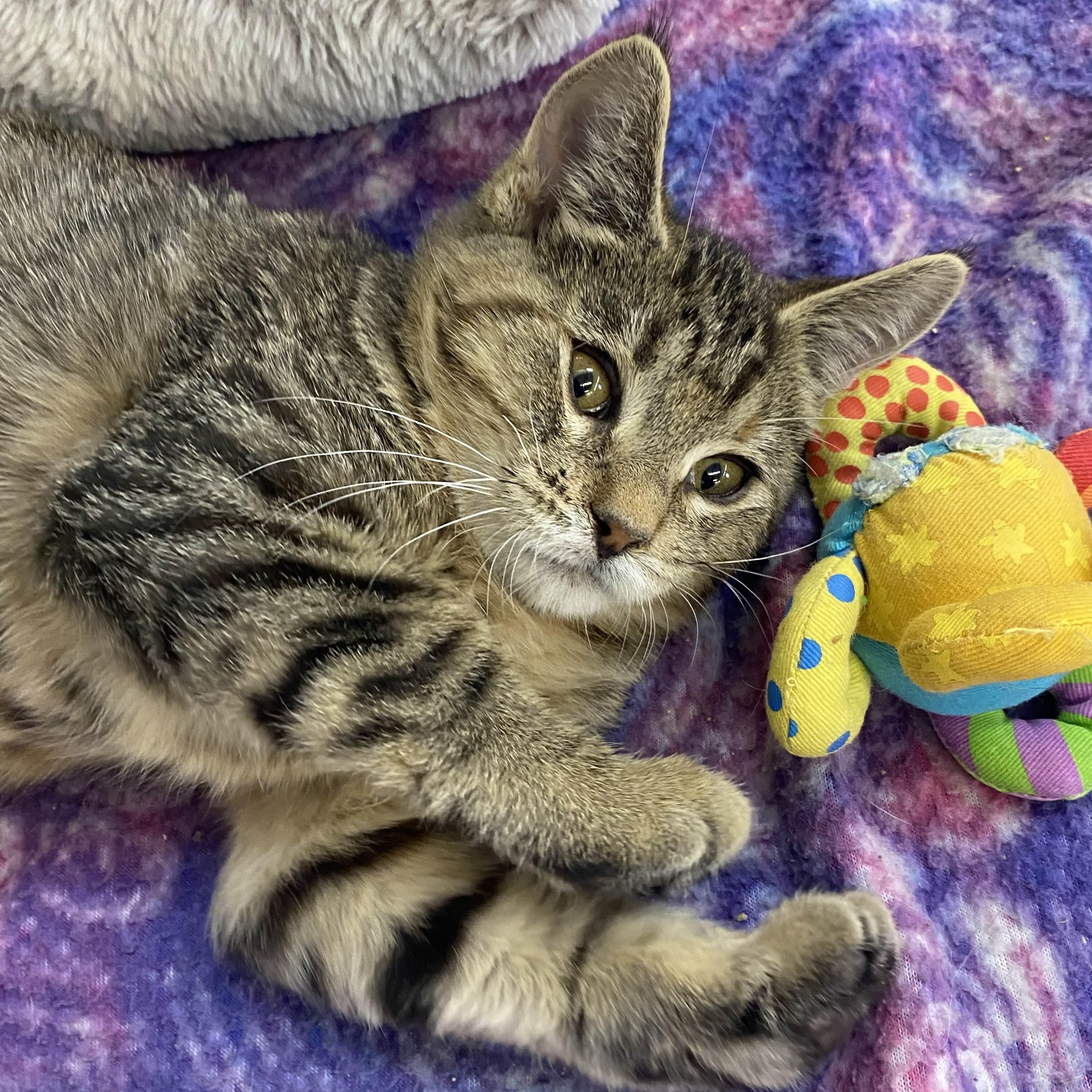 Moze - Private Investigator