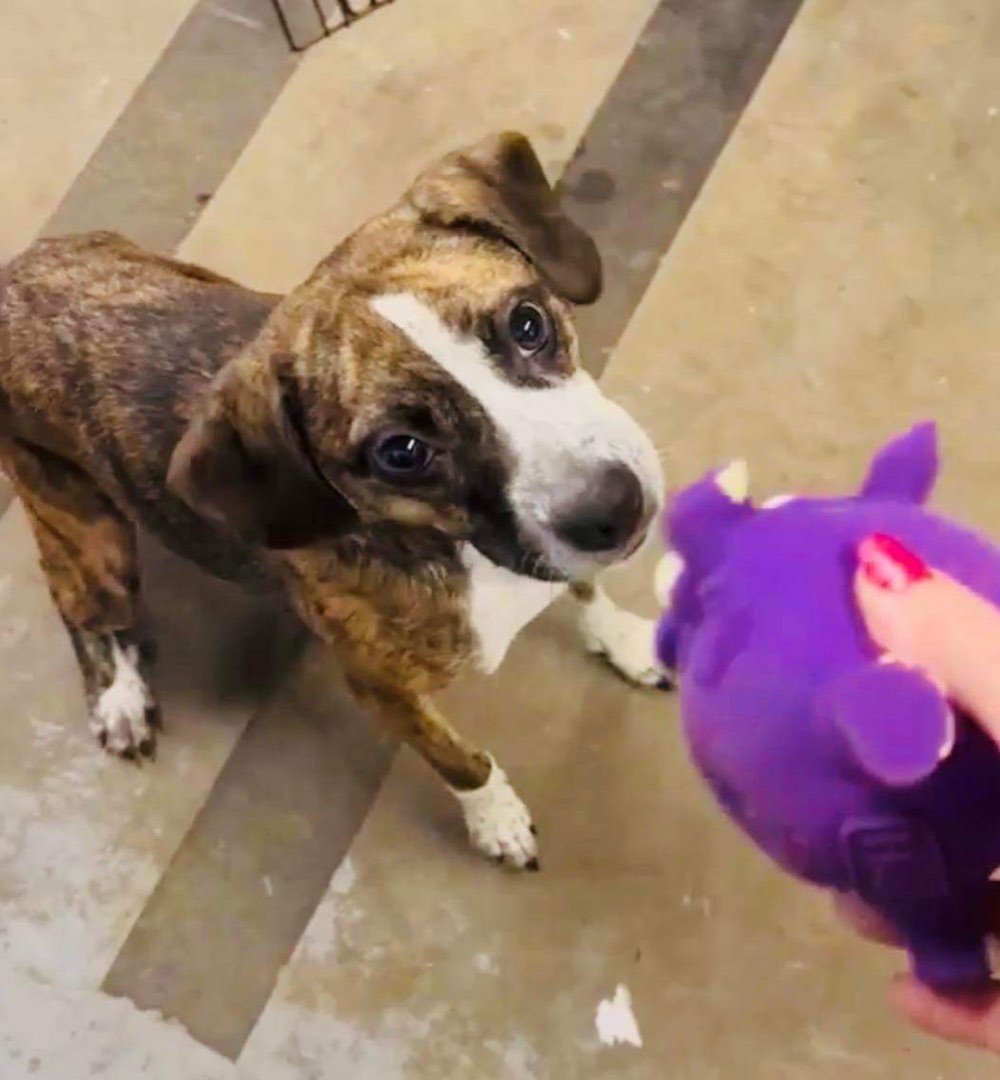 Dog for adoption Molly, a Terrier Mix in Hopkinsville, KY Petfinder