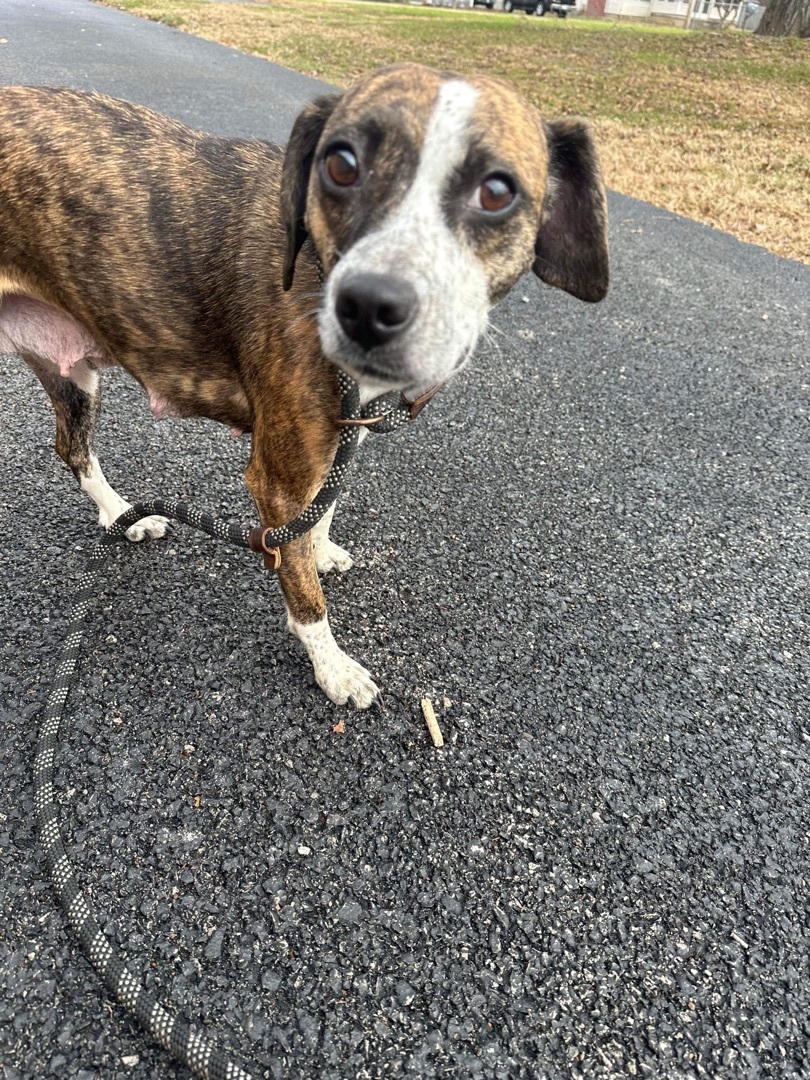 Dog for adoption Molly, a Terrier Mix in Hopkinsville, KY Petfinder
