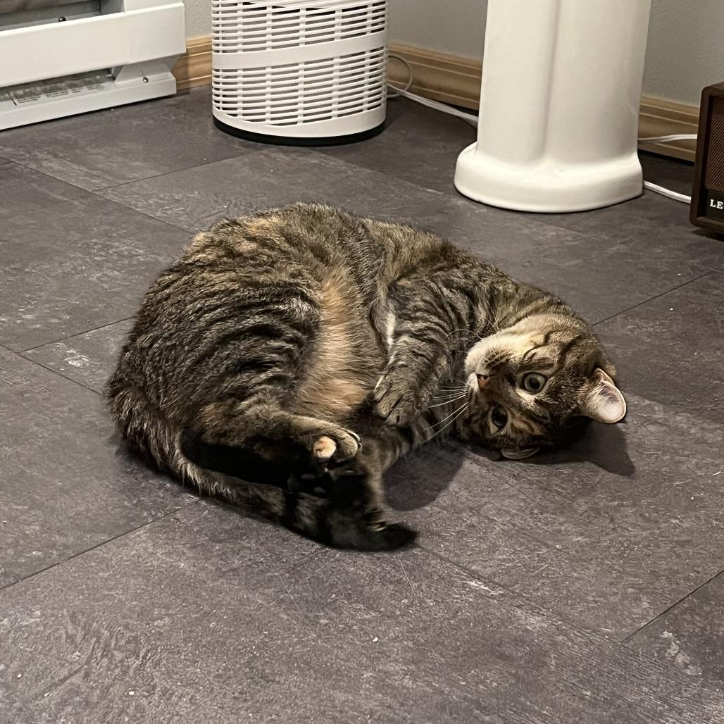 Enlarge Soup Dumpling, a Adoptable Domestic Short Hair in Gibsonia, PA image 1/6