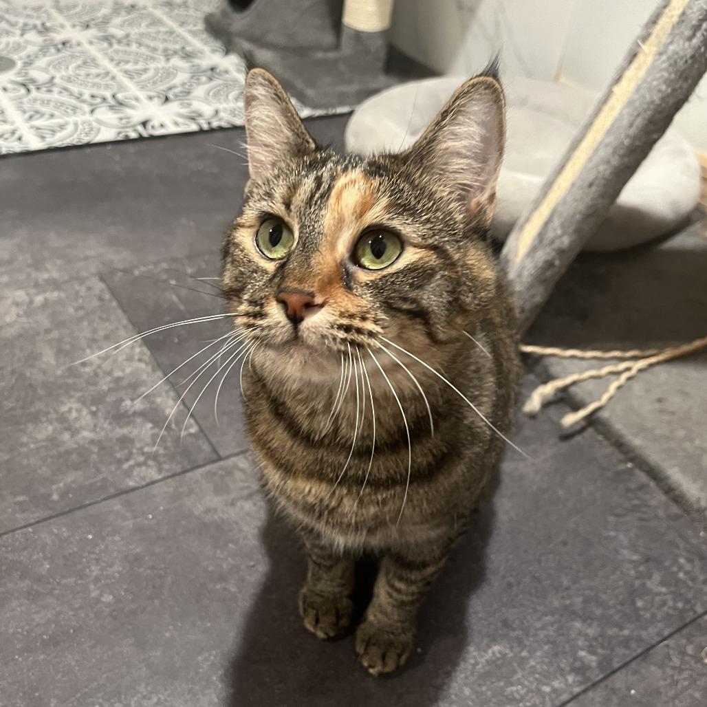 Enlarge Soup Dumpling, a Adoptable Domestic Short Hair in Gibsonia, PA image 3/6