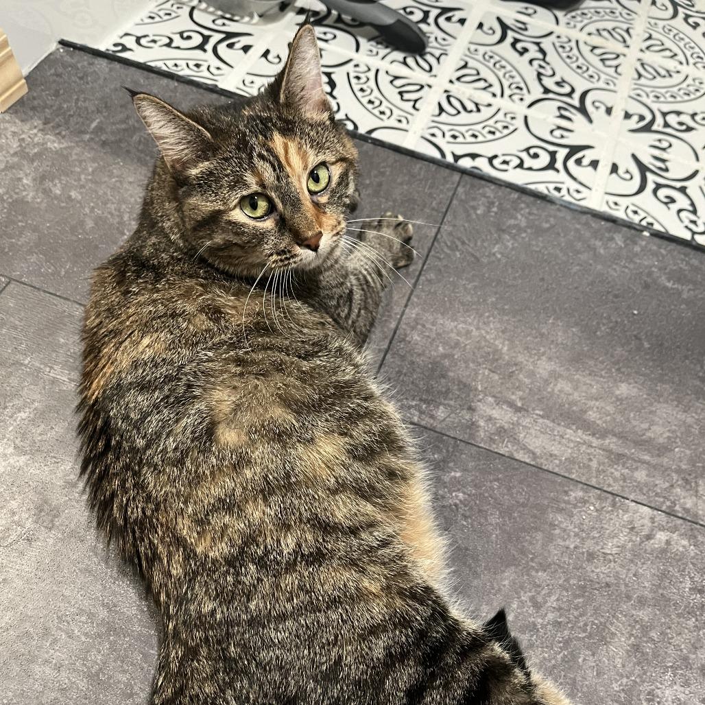 Enlarge Soup Dumpling, a Adoptable Domestic Short Hair in Gibsonia, PA image 4/6