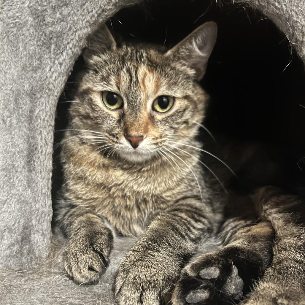 Enlarge Soup Dumpling, a Adoptable Domestic Short Hair in Gibsonia, PA image 5/6