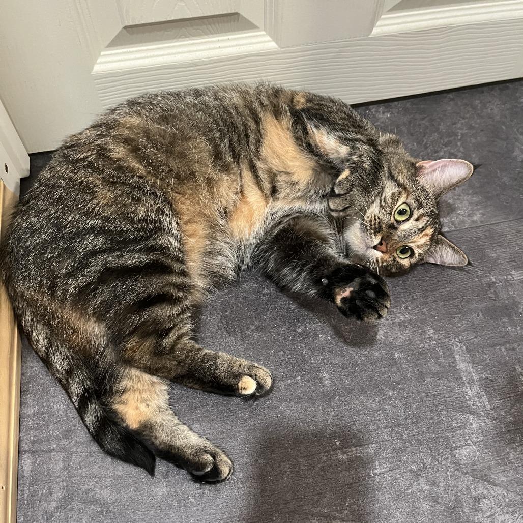 Enlarge Soup Dumpling, a Adoptable Domestic Short Hair in Gibsonia, PA image 6/6