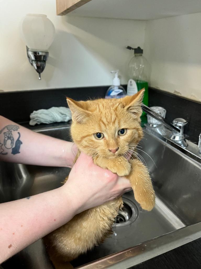 Enlarge Mulled Cider, a Adoptable mixed breed in Winnipeg, MB image 1/2