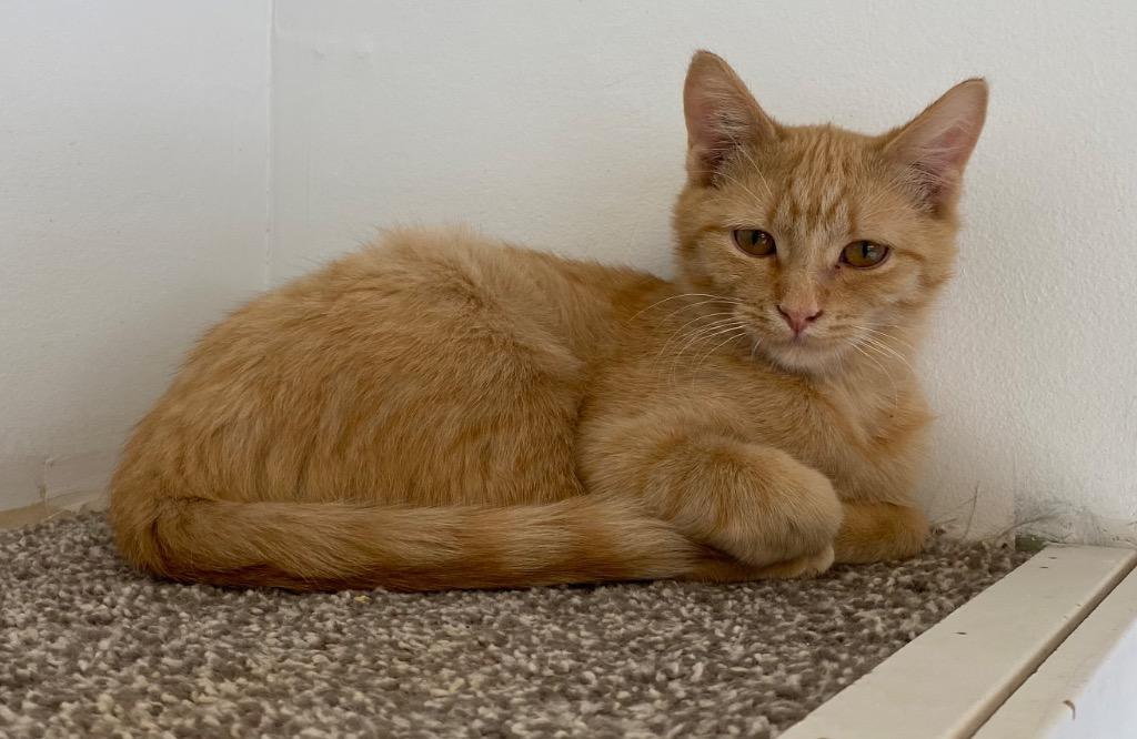 Enlarge Mulled Cider, a Adoptable mixed breed in Winnipeg, MB image 2/2