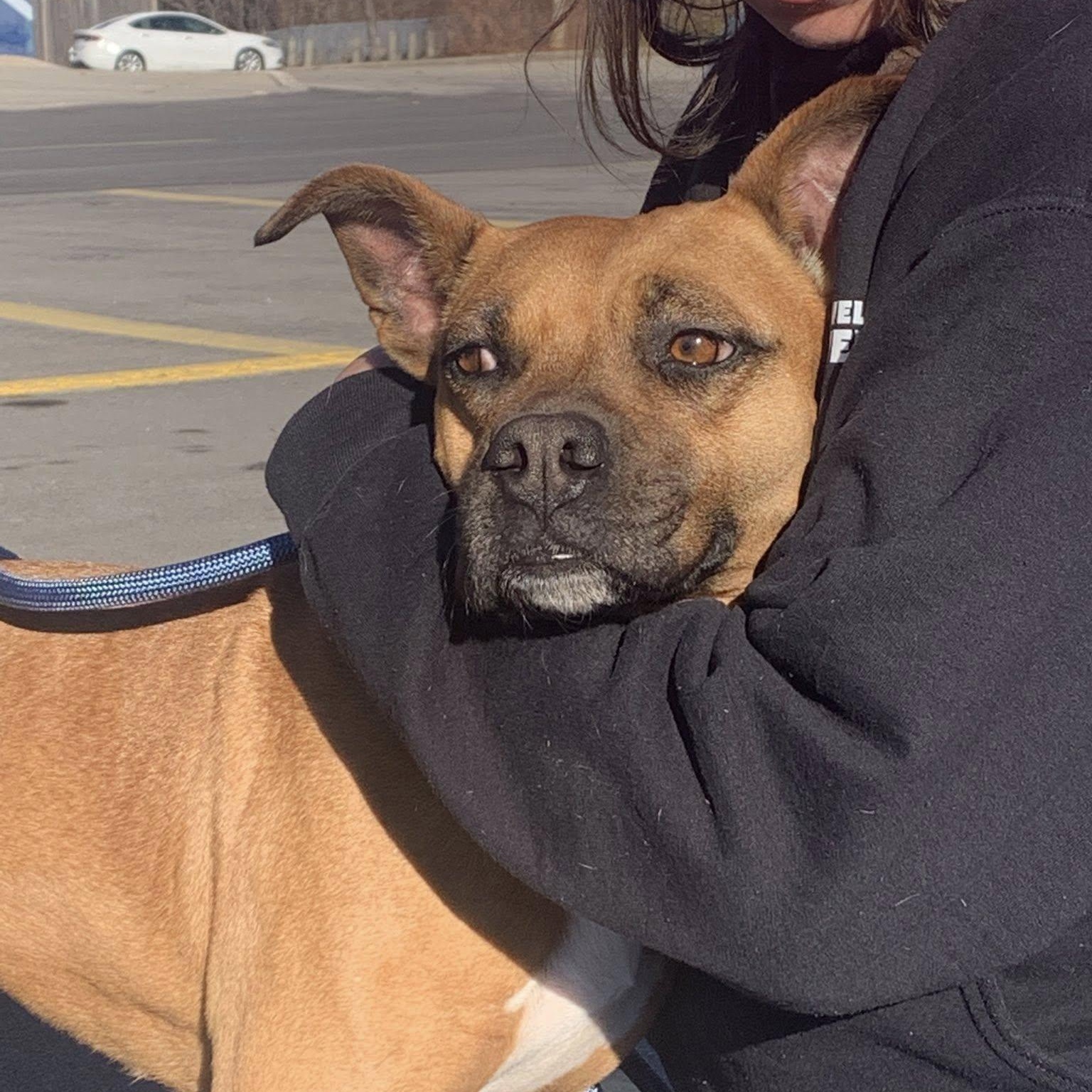 Newpy, a Adoptable mixed breed in Woodstock, ON image 5/5