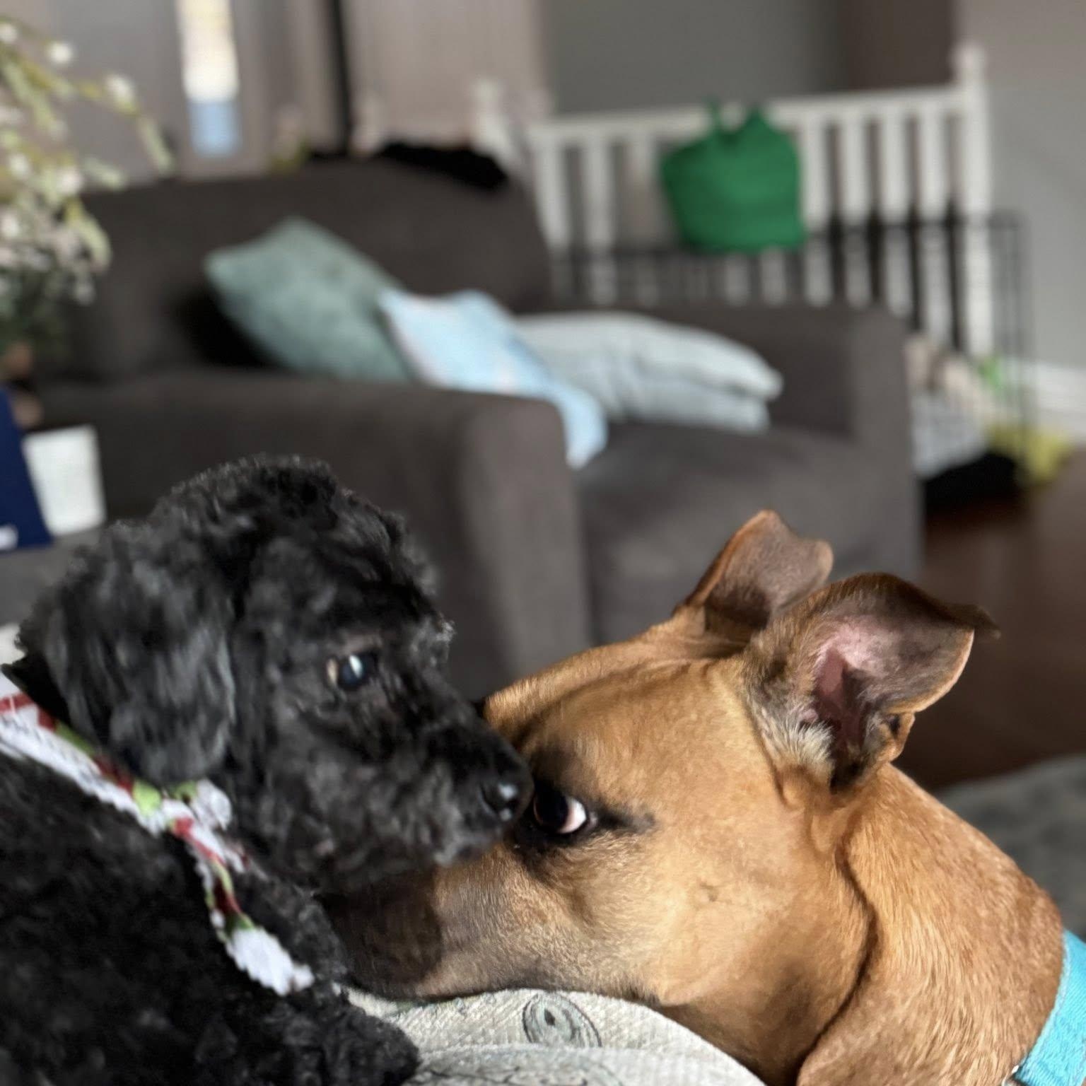 Newpy, a Adoptable mixed breed in Woodstock, ON image 1/5