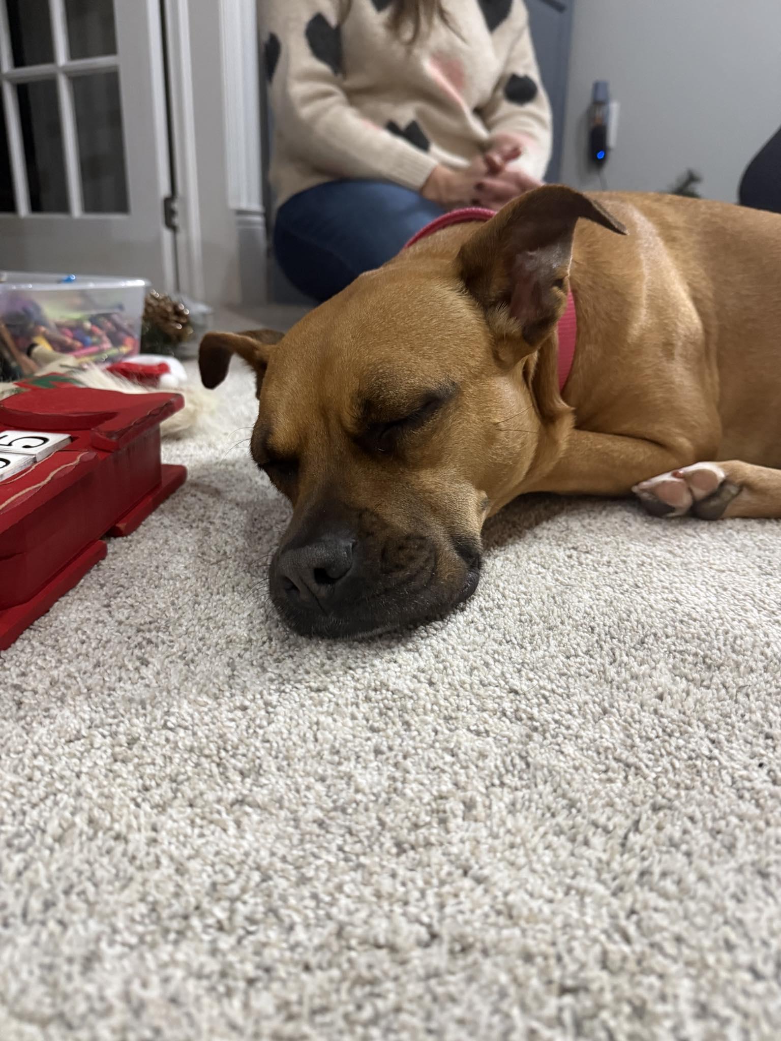 Newpy, a Adoptable mixed breed in Woodstock, ON image 6/6