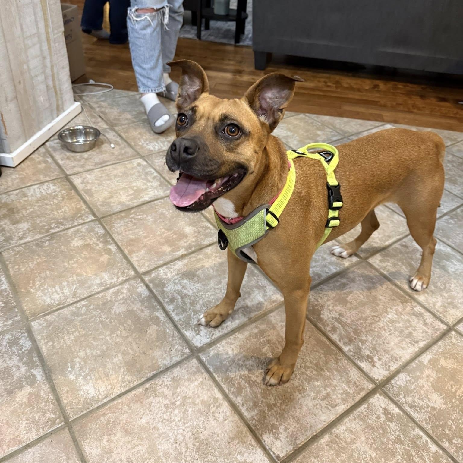 Newpy, a Adoptable mixed breed in Woodstock, ON image 2/6