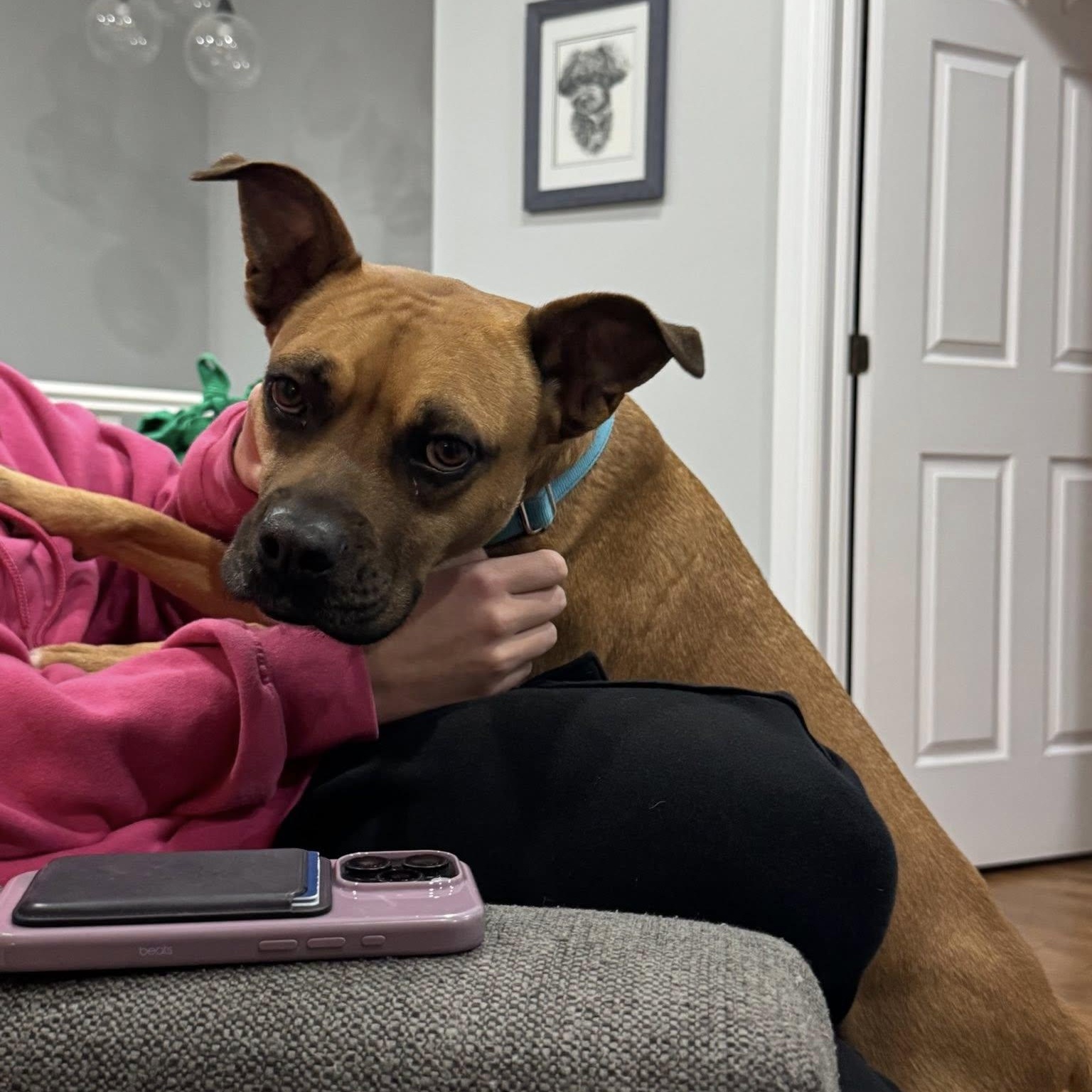 Newpy, a Adoptable mixed breed in Woodstock, ON image 5/6