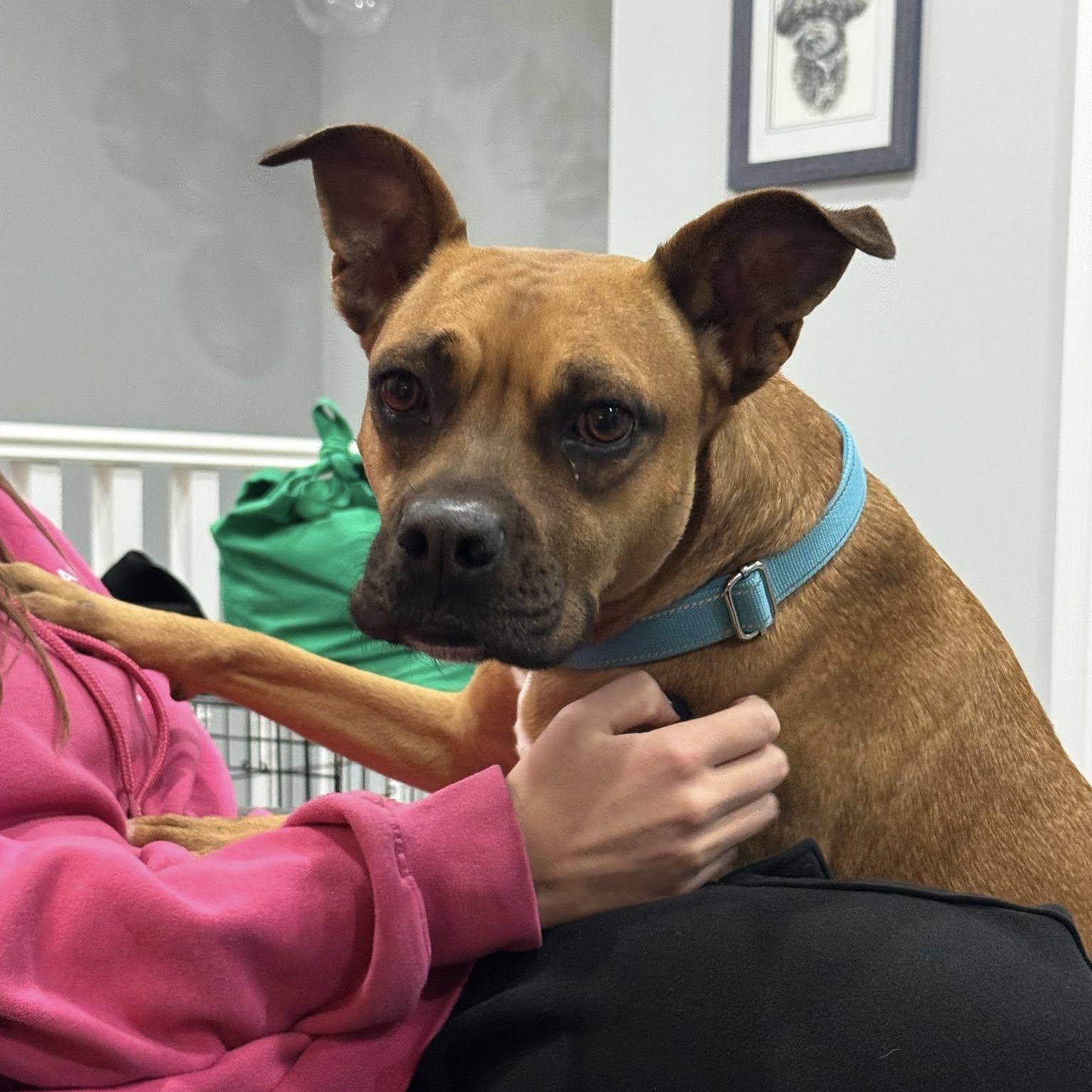 Newpy, a Adoptable mixed breed in Woodstock, ON image 4/5