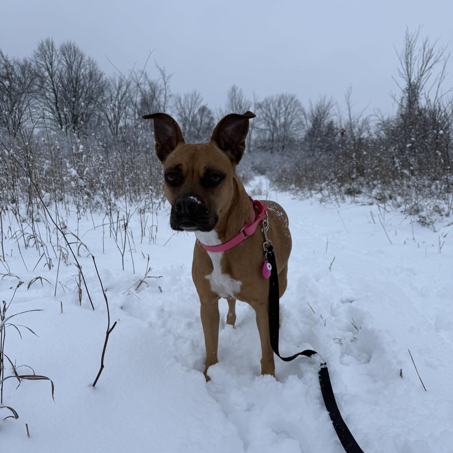 Newpy, Adoptable, Adult Female Boxer & Terrier.