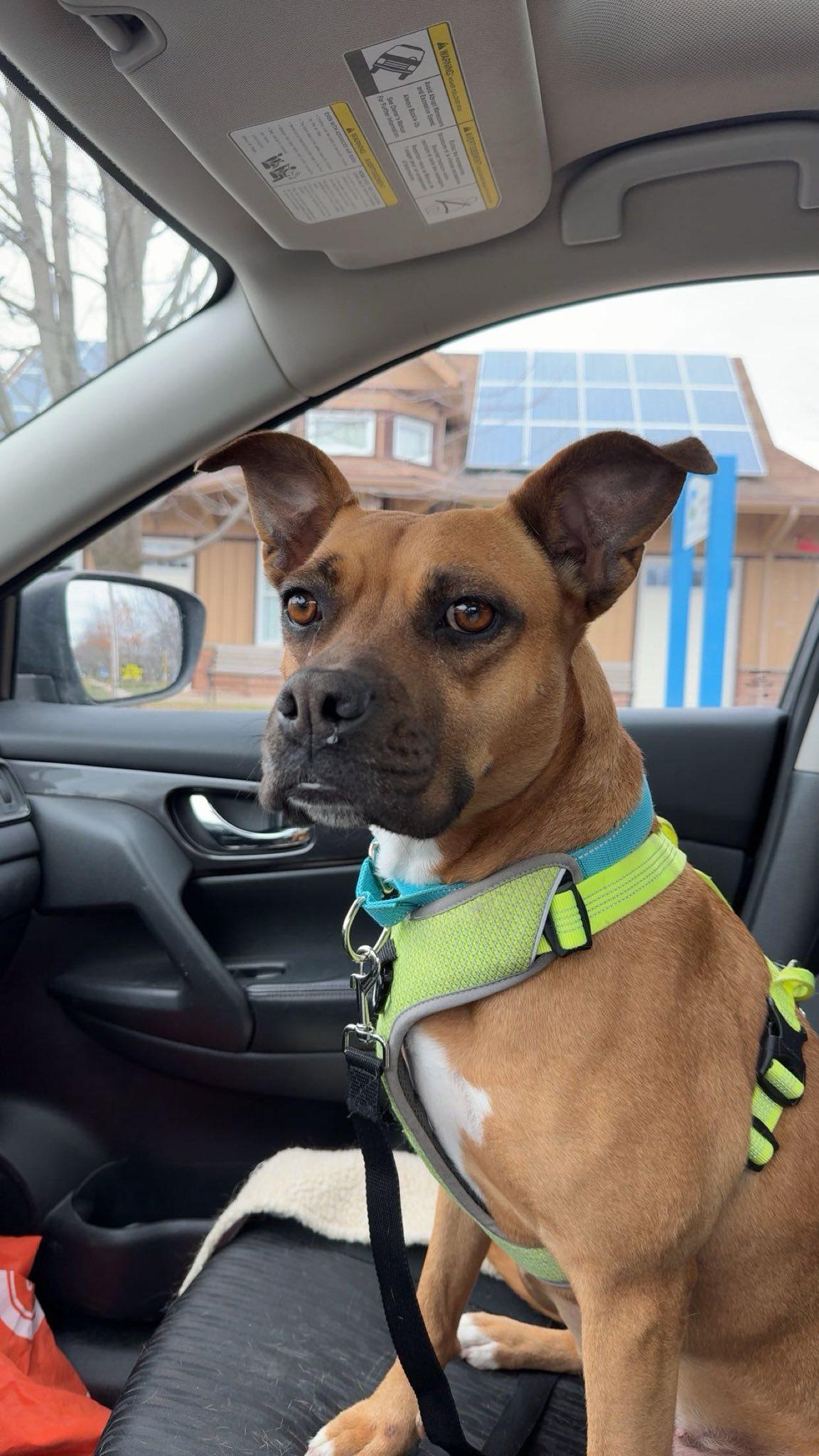 Newpy, a Adoptable mixed breed in Woodstock, ON image 4/6